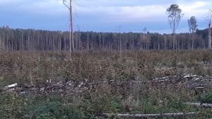 охота на лося во время гона