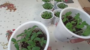 Результаты посевов томатов серии Гном в торф Агробалт С