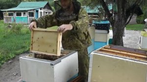 Отличная качка липового мёда! Идём на рекорд!