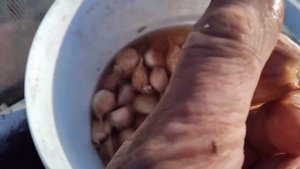 Посадка чеснока по гороху