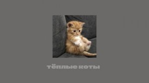 Fleur - тёплые коты