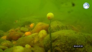 Ловля карпа на бойлы с пастой. Подводная съёмка, Часть 1