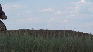 Охота на трофейных сурков. Степь Казахстана. Первый день охоты.
