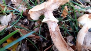 Armillaria Melea ??/⛔ (01/11/2020) Chemin du Haut Bourg