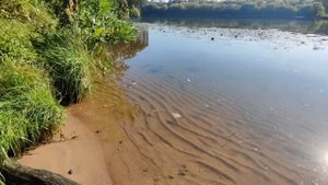 Щукинский полуостров под угрозой: платная магистраль или парк?