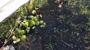пересаживаем годовалые саженцы винограда на новое место.