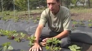 ?Преимущества посадки клубники на агроволокно #нетсорняков