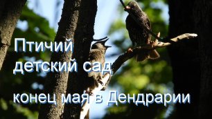 Птичий детский сад в краснодарском дендрарии - конец мая 2022