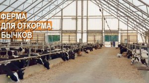 Ферма для откорма молочного КРС на мясо. ООО Божедары. Беларусь