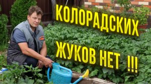 Замучались собирать колорадского жука? Устали от проволочника? Как одним био инсектицидом решить мас