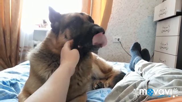 Немецкая овчарка. Обеденный сон. смотреть онлайн