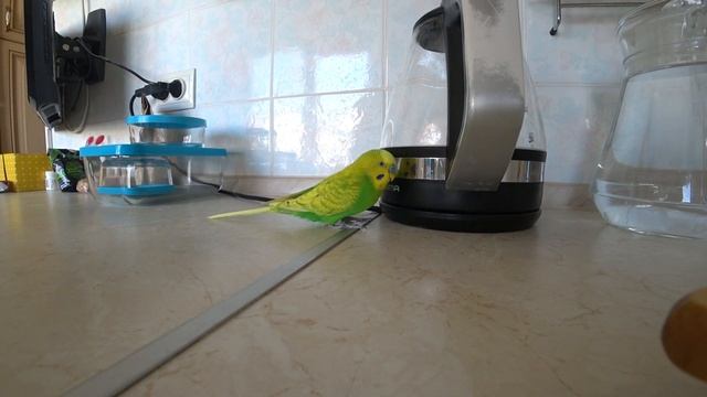 САМЫЙ ВЕСЕЛЫЙ ПОПУГАЙ НА КУХНЕ ▶️ Чем занят ПОПУГАЙ ТОША ▶️ птицы ▶️ зеленый попугайчик TV