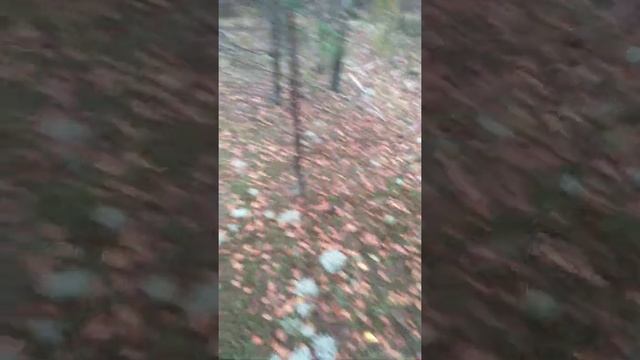 Холодно... Нехочуть рости гриби лисички.. смотреть онлайн