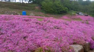 Creeping Phlox beauty