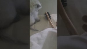 kitten doesn't want brush - Blue point ragdoll female