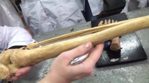 Кости нижних конечностей. Голень. Стопа. Бедро. Урок 4