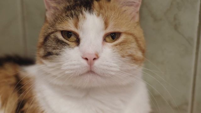 Обзор объектива, Nikkor 50mm 1.8D для съемки видео смотреть онлайн