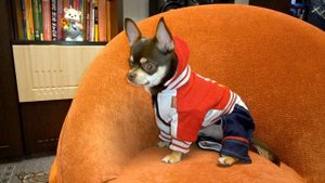 Выбор комбинезонов на зиму для чихуахуа