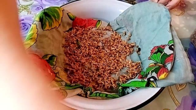 Проращиваем пшеницу для себя и для птицы!
