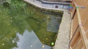 Микрозим ПондТрит результаты работы / Бактерии против водорослей / Чистый пруд