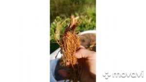 как садить клубнику. клубника фриго, альбион, мальвина, мурано сан андрес