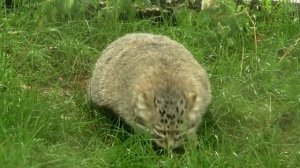 Эти животные живут в средней Азии ?