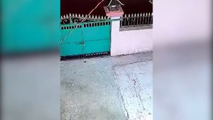 DEITA.RU Тигр утащил собаку со двора в Приморье