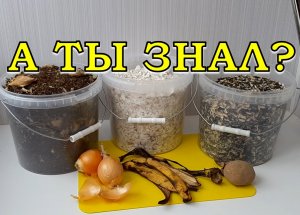 КАК и КАКИЕ пищевые ОТХОДЫ я собираю зимой???