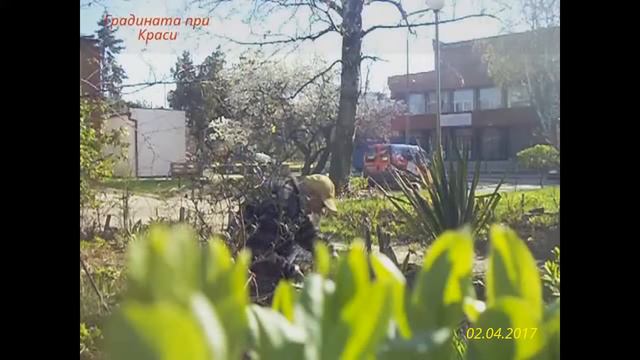 Градината при Краси :- Засаждане на Алое вера в градината. смотреть онлайн