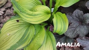 Хоста сорт Amalia в моем осеннем саду