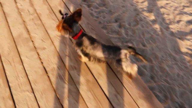 DogVlog. Едем к морю на велосипеде встречать рассвет, Одесса: Аркадия, Трасса здоровья, танкер Делф смотреть онлайн