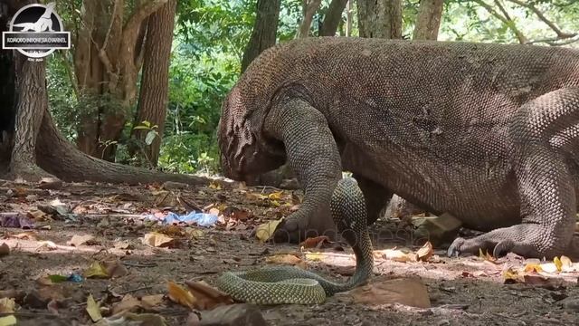 big cobra trying to attack komodo смотреть онлайн