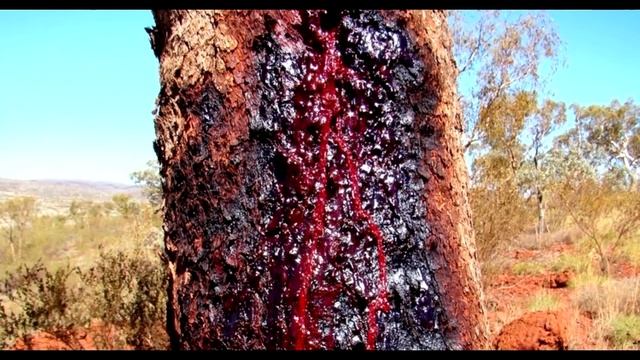 10 САМЫХ НЕОБЫЧНЫХ ДЕРЕВЬЕВ В МИРЕ смотреть онлайн