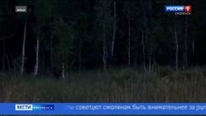 В Смоленской области лось выбежал на дорогу и спровоцировал смертельное ДТП