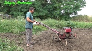 ?Белая горчица. Как быстро посеять сидерат.