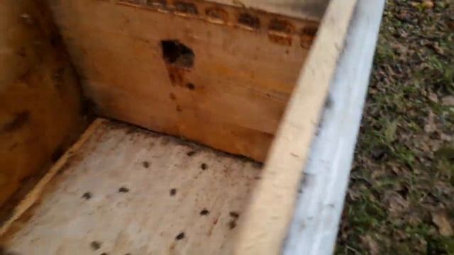 Зимовка пчёл Бакфаст и Карника смотреть онлайн