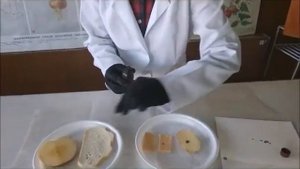 Выявление крахмала в продуктах питания