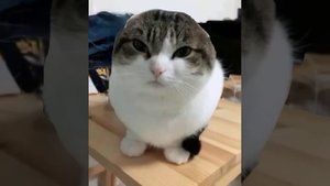 Oh the misery but its cats | Full Version