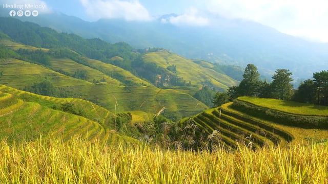 Maravillosa Música Curativa para Calmar la Mente y Aliviar los Trastornos Nerviosos🌿Energía Positiv