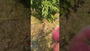 Видео обзор Яблоня Женева Эрли 2021