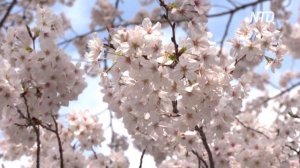 Цветущая сакура преобразила парк Уэно в Токио