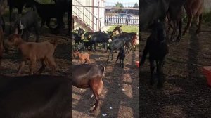 Козы Мурсиано Гранадина осень 2020