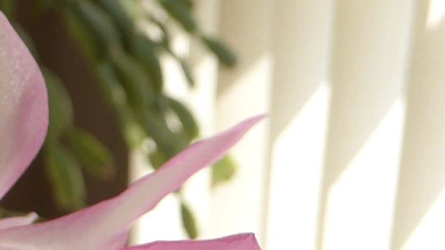 Easter Cactus - Schlumbergera - Páskakaktus - Pottaplöntur - Stássjurtir смотреть онлайн