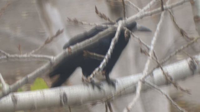 Птица грач или чёрная ворона улетела с ветки смотреть онлайн