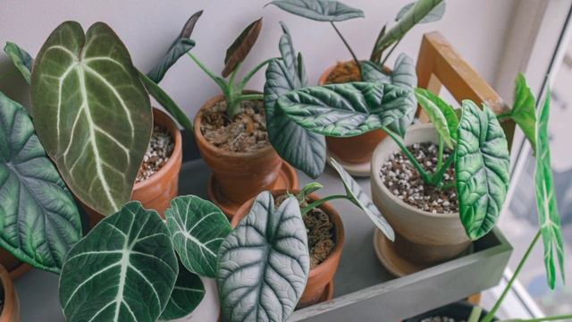 Alocasia Melo /  Rugosa / Maharani Indoor House Plant Care Tips