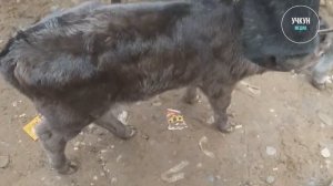 #учкунмедиа ОШ 7-февраль | Учкун базарындагы УЙлардын баалары