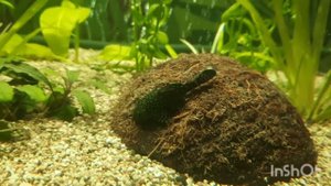 Аквариум. Жемчужные гурами, гуппи, коридорасы и анциструсы.