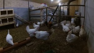 Плюсы и минусы кур несушек с птицефабрики.