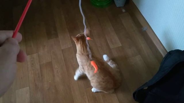 ОСА УКУСИЛА МОЕГО КОТА. У КОТА ОПУХЛА МОРДОЧКА И ЕГО ПОСТОЯННО РВЕТ