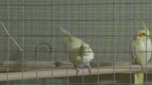 Попугай корелла Точно самка Половое созревание у самки "просит мальчика" как кошка...